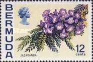 Jacaranda