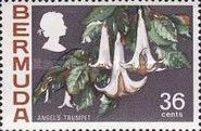 Angel's trumpet