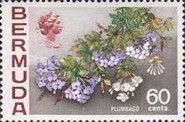 Plumbago