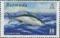 Yellowfin Tuna (Thunnus albacares)