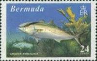 Greater Amberjack (Seriola dumerili)