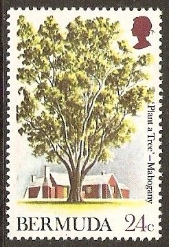 Mahogany