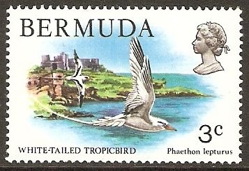 White-tailed Tropicbird (Phaethon lepturus)