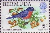 Eastern Bluebird (Sialia sialis)