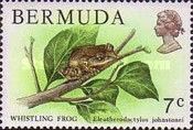 Johnstone's Robber Frog (Eleutherodactylus johnstonei)