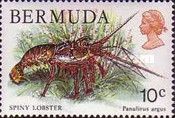 Caribbean Spiny Lobster (Panulirus argus)