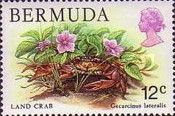 Bermuda Land Crab (Gecarcinus lateralis) 