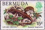 Longnose Skink (Eumeces longirostris)