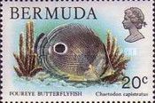 Foureye Butterflyfish (Chaetodon capistratus)