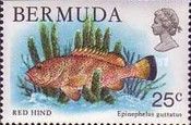 Red Hind (Epinephelus guttatus)