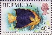 Rock Beauty (Holacanthus tricolor)