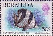 Banded Butterflyfish (Chaetodon striatus)