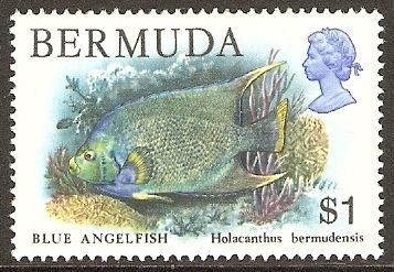 Bermuda Blue Angelfish (Holacanthus bermudensis)