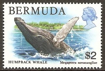Humpback Whale (Megaptera novaeangliae)