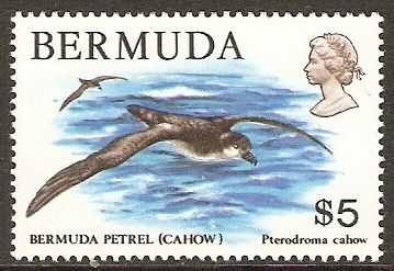 Bermuda Petrel (Pterodroma cahow)