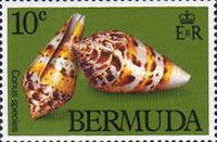 Lightbourn's Cone (Conus lightbourni)