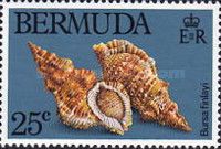 Sea Snail (Bursa finlayi)