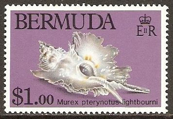 Murex (Murex pterynotus lightbourni)