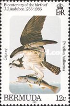 Osprey (Pandion haliaetus)