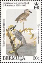 Yellow-crowned Night Heron (Nyctanassa violacea)
