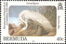 Great Egret (Egretta alba)