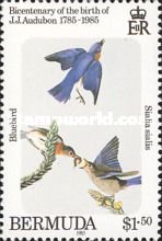 Bluebird (Sialia sialis)