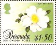 Rosa bracteata