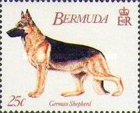 German Shepherd (Canis lupus familiaris)