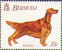 Irish Setter (Canis lupus familiaris)