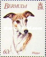 Whippet (Canis lupus familiaris)