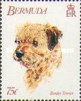 Border Terrier (Canis lupus familiaris)