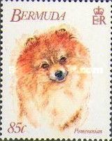 Pomeranian (Canis lupus familiaris)