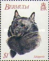 Schipperke (Canis lupus familiaris)