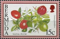Natal plum