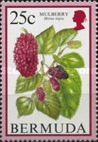 Mulberry (Morus nigra)