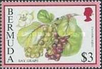 Bay grape