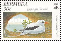 White-tailed Tropicbird (Phaethon lepturus)