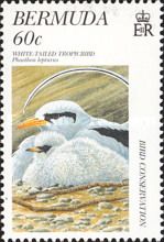 White-tailed Tropicbird (Phaethon lepturus)