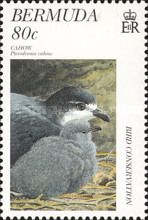 Cahow (Pterodroma cahow)