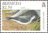 Cahow (Pterodroma cahow)