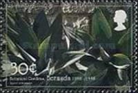 Agave attenuata