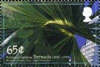 Bermuda palmetto tree
