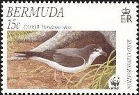 Cahow (Pterodroma cahow)