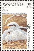 White-tailed Tropicbird (Phaethon lepturus)