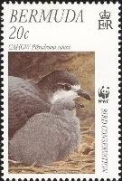 Cahow (Pterodroma cahow)