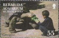 Child, Tortoise