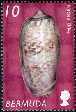 Netted Olive (Americoliva reticularis)