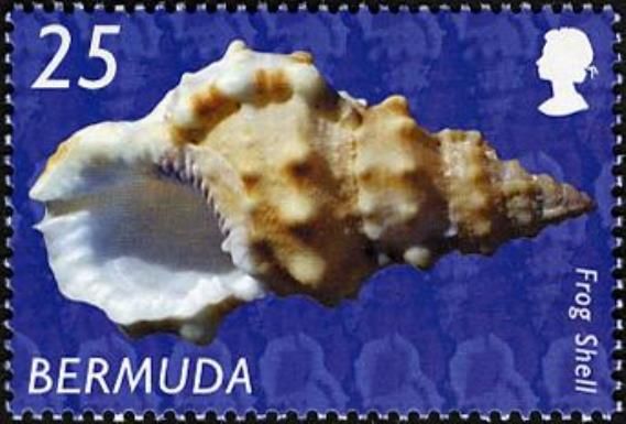 Chesnut Frog Shell (Marsupina bufo)