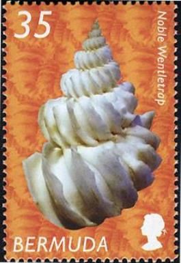 Noble Wentletrap (Sthenorhytis pernobilis) 