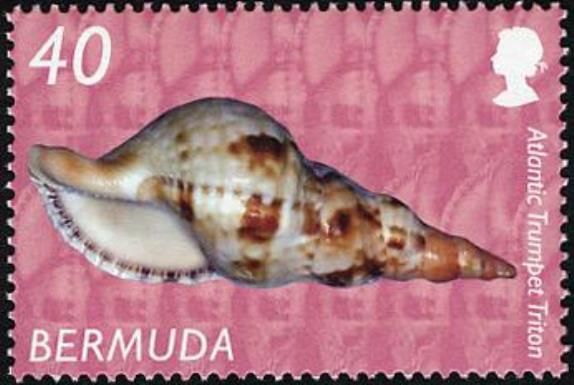 Atlantic Trumpet Triton (Charonia tritonis)